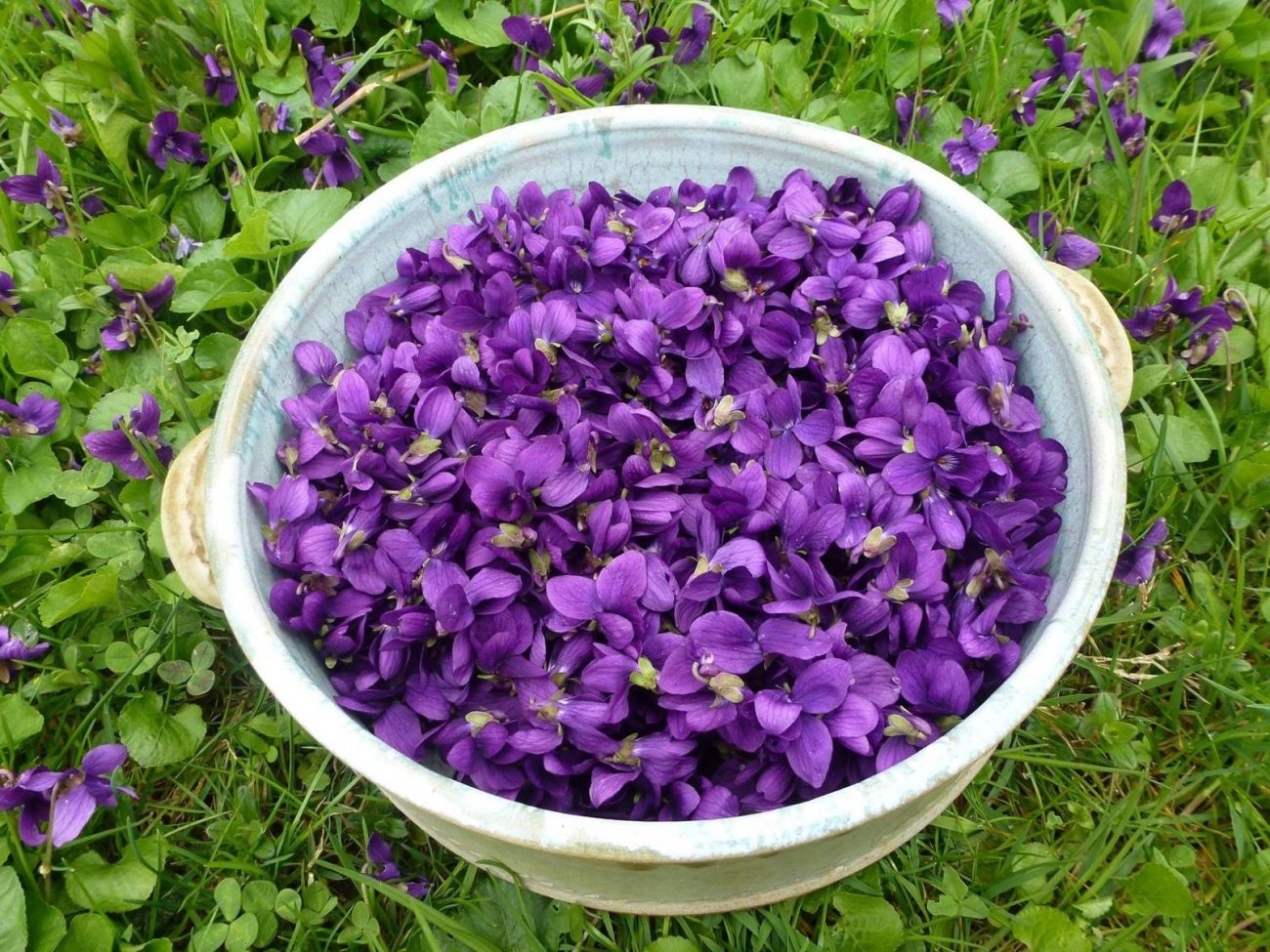 Sirop de violettes : Recette de Sirop de violettes